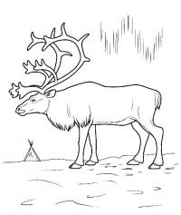 Северный олень на льду, северное сияние Раскраска зима пришла