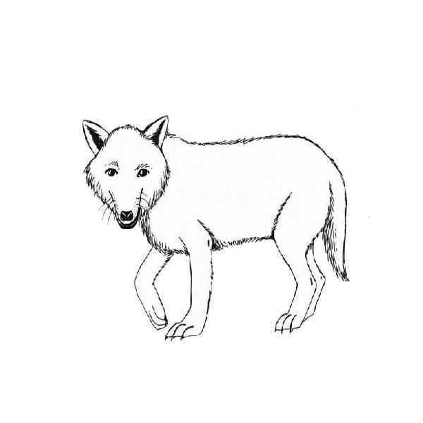 Арктика Зимние раскраски для малышей