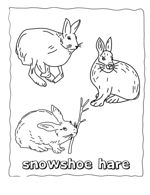 Арктика Раскраски для детского сада