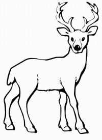 картинки на рабочий стол онлайн Северный олень для трафарета Зимние раскраски для мальчиков