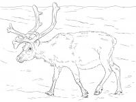 Северный олень гуляет по просторам арктики Зимние раскраски для малышей