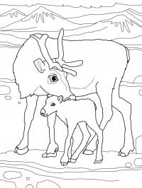 Северный олень с олененком Зимние раскраски для малышей