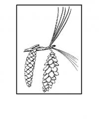 картинки на рабочий стол онлайн Две шишки Зимние раскраски для девочек