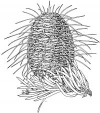картинки на рабочий стол онлайн Мохнатая шишка Зимние раскраски для девочек