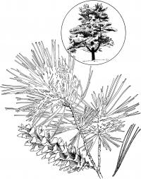 картинки на рабочий стол онлайн Ветка с шишкой и дерево Зимние раскраски для девочек