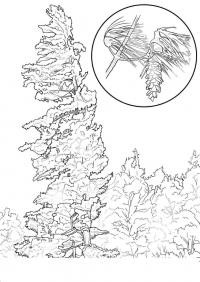 картинки на рабочий стол онлайн Шишка на ели Зимние раскраски для девочек
