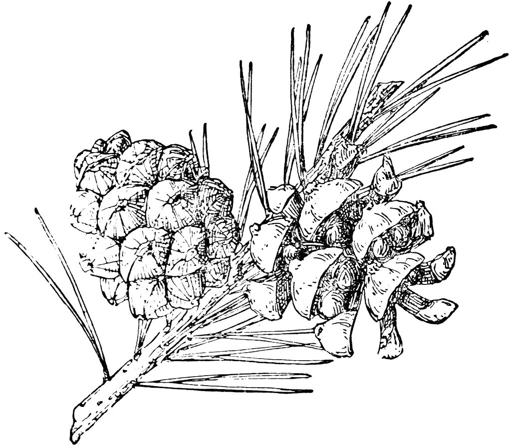 Кедровая шишка Раскраски про зиму для детей