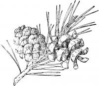 картинки на рабочий стол онлайн Кедровая шишка Зимние раскраски для девочек