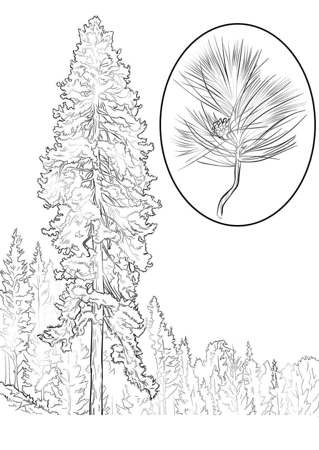 Ель с шишками Раскраска зима пришла