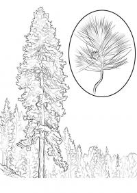 Ель с шишками Зимние раскраски для девочек