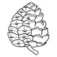 картинки на рабочий стол онлайн Шишка контур Зимние раскраски для девочек