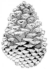 Шишка со штриховкой Зимние раскраски для девочек