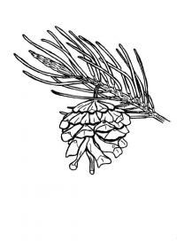 картинки на рабочий стол онлайн Сосна с шишками Зимние раскраски для девочек