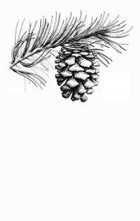 Маленькая шишка Зимние раскраски для девочек