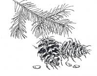 Шишки кедра с семечками Зимние раскраски для девочек