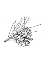 Шишка ели штата невада Зимние раскраски для девочек