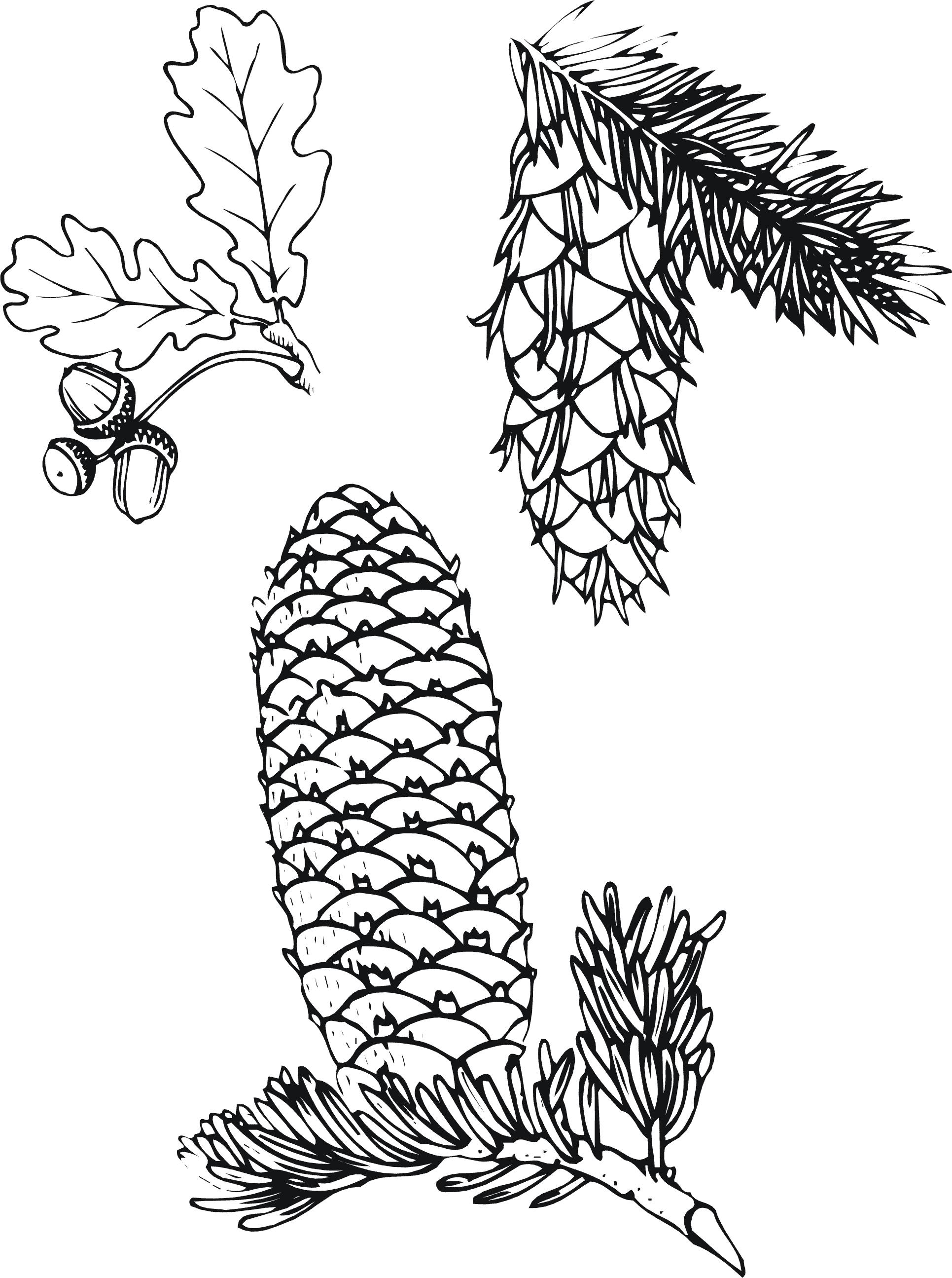Еловая ветка Раскраски для детского сада